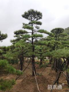 10公分造型油松