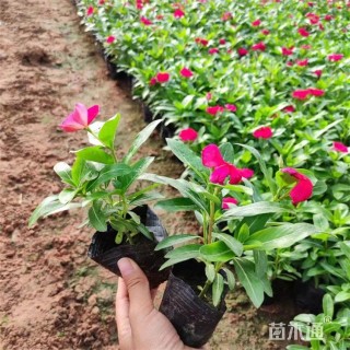 高度10厘米长春花