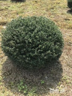 冠幅150厘米龟甲冬青球