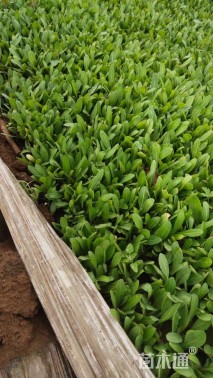 高度10厘米天人菊