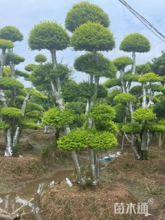 15公分造型亮金女贞