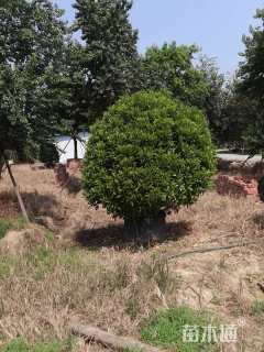 高度180厘米非洲茉莉球