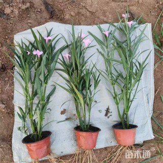 高度60厘米翠芦莉