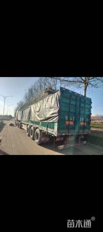 高度15厘米羽扇豆