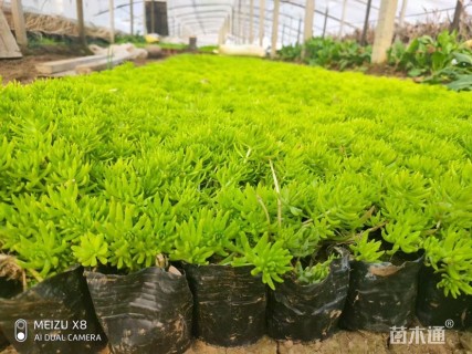 高度30厘米金叶佛甲草
