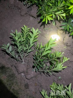 高度30厘米毛鹃