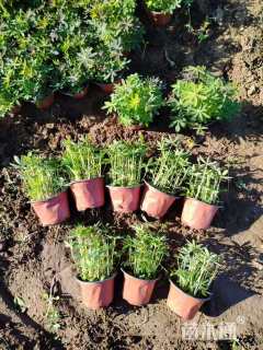 高度20厘米羽扇豆