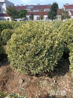 冠幅100厘米金边黄杨球