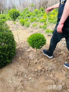 冠幅70厘米小叶女贞球