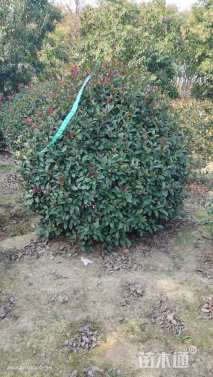 冠幅200厘米红叶石楠球