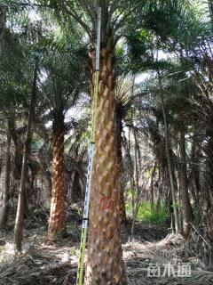 裸干高250厘米棕榈