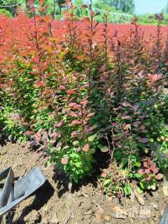 高度40厘米紫叶小檗