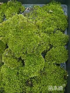 容器苗苔藓