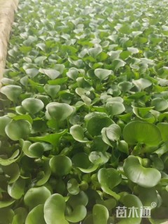 高度20厘米水葫芦