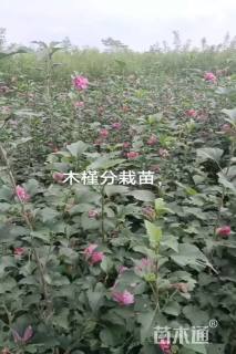 高度1.2厘米木槿