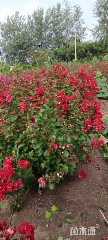 高度120厘米天鹅绒紫薇