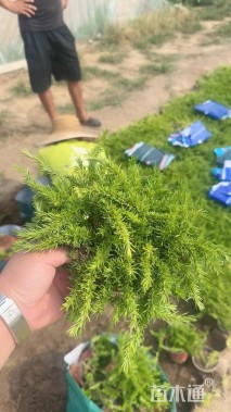 高度30厘米丛生福禄考