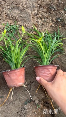 高度15厘米金娃娃萱草