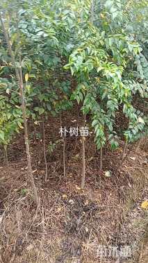 高度200厘米朴树小苗