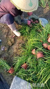 高度28厘米兰花