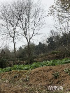 28公分朴树