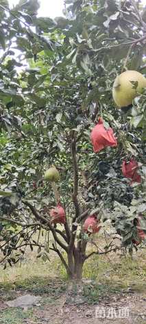 15公分丛生香泡