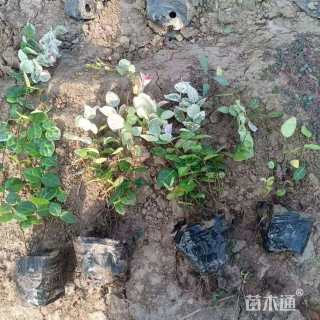 主蔓长40厘米花叶络石