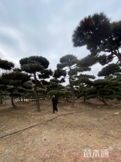 25公分造型黑松