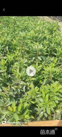 高度150厘米珊瑚树