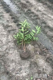 高度100厘米法国冬青