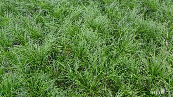 高度30厘米细叶麦冬草