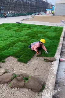 草卷状早熟禾草