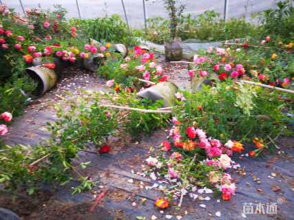 80厘米藤本月季