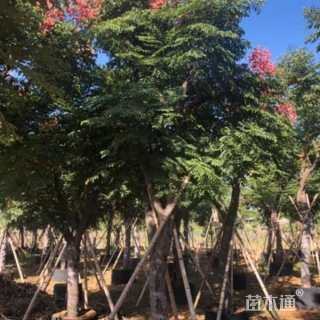 10公分栾树