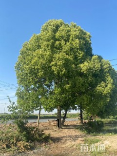 35公分香樟