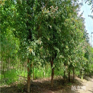 8公分绚丽海棠