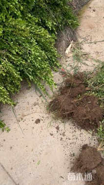 高度40厘米小叶黄杨