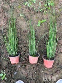 高度70厘米木贼