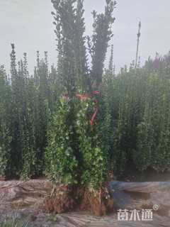 高度150厘米北海道黄杨
