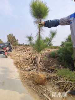 高度170厘米黑松