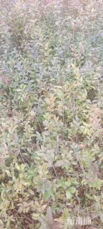 高度40厘米水蜡