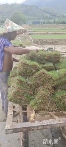 草块状马尼拉草