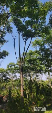 15公分黄山栾树
