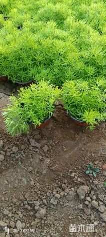 高度10厘米佛甲草