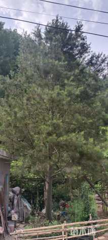 高度800厘米白皮松