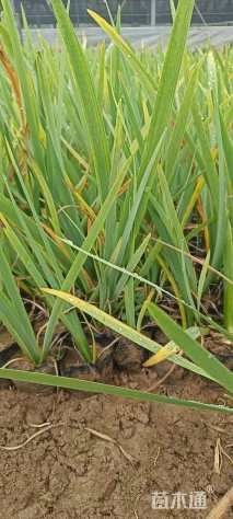 高度40厘米鸢尾