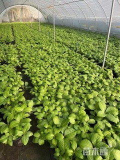 高度15厘米无尽夏绣球