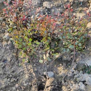 高度40厘米红花继木小苗