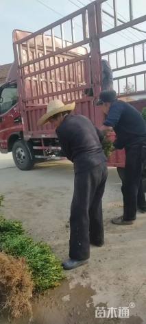 高度25厘米小叶黄杨