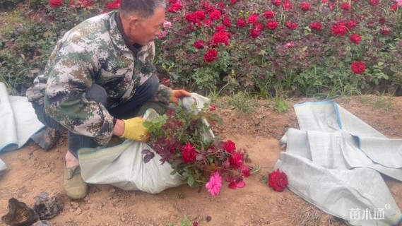 高度40厘米卡罗拉月季